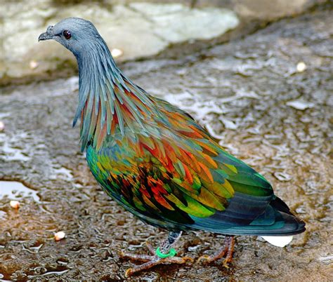 Top 10 Rare and Unusual Pigeons