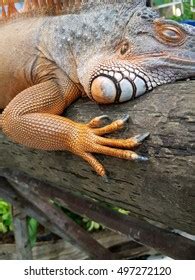 Iguana Skin Texture Stock Photo 497272120 | Shutterstock