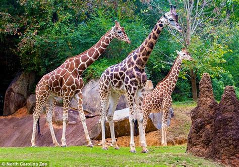 Giraffe dies in accident with a toy at North Carolina Zoo | Daily Mail Online