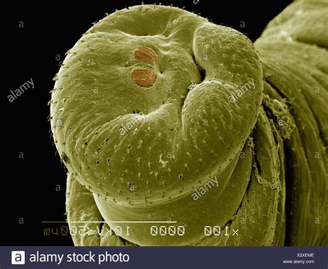 Spiracles Stock Photos & Spiracles Stock Images - Alamy