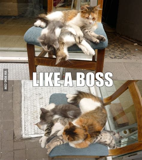 Like A Boss Cat - 9GAG