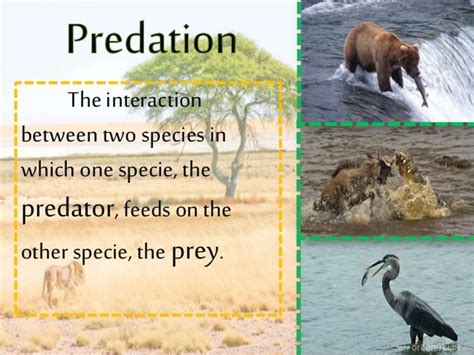 Ecology - Negative Interaction - PREDATION (KMB)