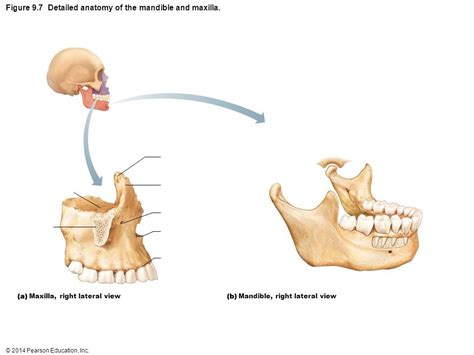 Anatomy Of Mandible - Anatomical Charts & Posters