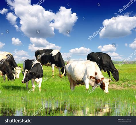 Cows Grazing On Pasture Stock Photo 231721792 : Shutterstock