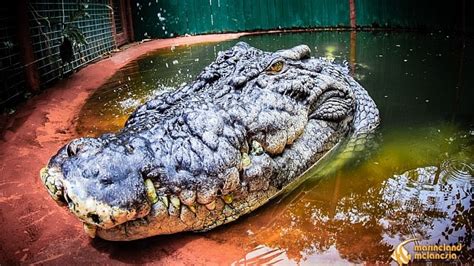 Cassius, the world's largest captive crocodile, could be even bigger than we thought