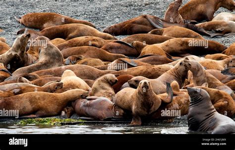 Steller Sea Lions, Alaska (Northern Sea Lion) in haul-out island for use in reproduction ...