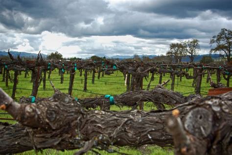 Winter in Napa Valley: Weather and Event Guide