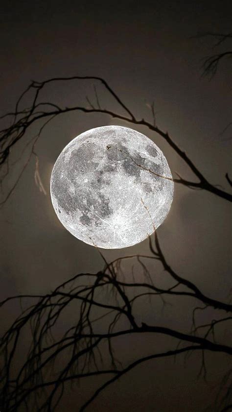 Full moon; night; tree branches