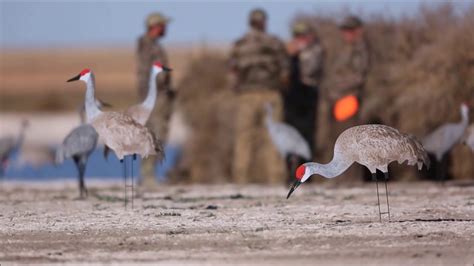 Sandhill Crane Hunting Colorado - YouTube