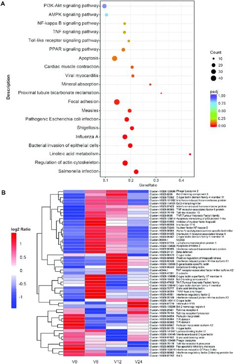 Differentially expressed genes analysis. (A) KEGG pathway enrichment ...