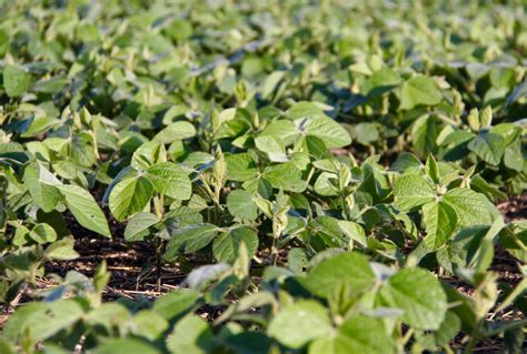 New soybean varieties for 2020 - Grainews