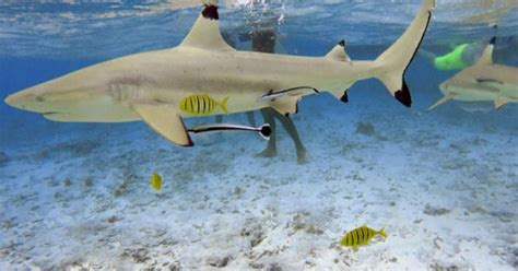 Warming waters may be changing shark migration patterns - CBS News