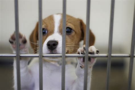 Michigan Animal Shelter Gas Chamber Ban Bill Passes State Senate | HuffPost