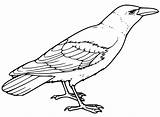 Raven Printable sketch template