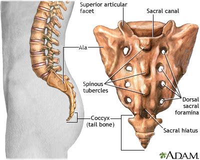 Lumbosacral spine x-ray Information | Mount Sinai - New York