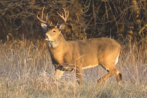 Deer Hunting: It's Better With Age in Kansas - Game & Fish