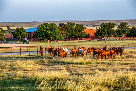 Legendary '6666' Texas ranch on the market for $192M after oil heiress ...