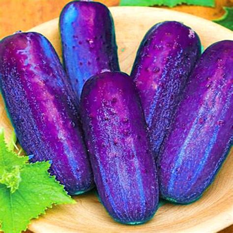 Cucumber Seeds 100 Pcs Japanese Rare Purple Cucumber Seeds Vegetable Seeds For Home &garden Plan ...