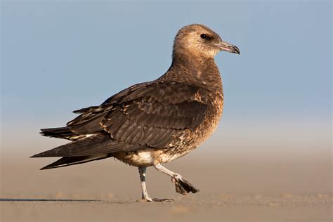 Juvenile skua photo ID guide - BirdGuides