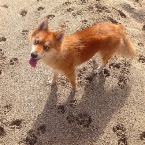 Adorable “Pomsky” Pup is the Stunning Hybrid of a Pomeranian and Husky