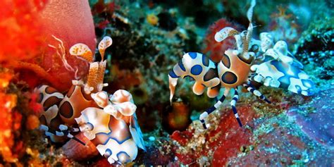 Phuket Dive Guide: Koh Kradan - Phuket Dive Guide | Dive site ...