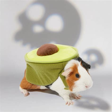 The Best Guinea Pig Costumes for Halloween | BeChewy