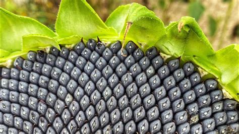 When to harvest sunflower seeds - kizaimg