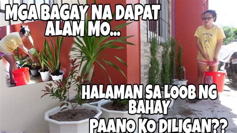 MGA DAPAT MALAMAN KUNG PAANO MAGDILIG NG MGA HALAMAN SA LOOB NG BAHAY|INDOOR PLANT CARETIPS ...