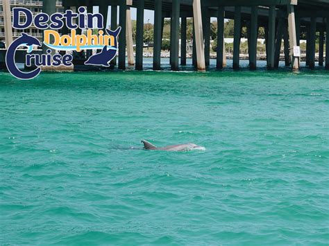 Destin Dolphin Cruise - Find Things To Do in Destin Florida - To Do in ...