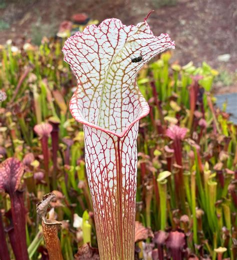 Wholesale Carnivorous Plants - Carnivorous Plant Resource