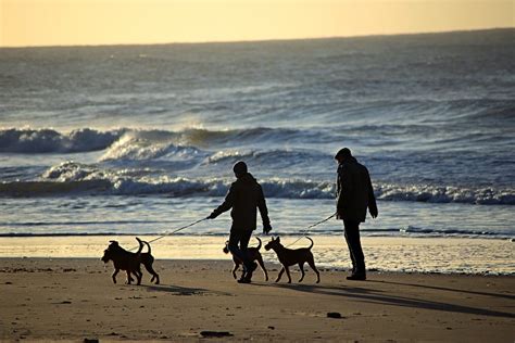 People Walking with Dogs on the Beach · Free Stock Photo