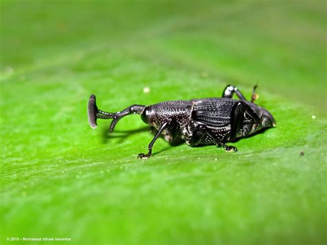 Indonesian Bugs & Others: Black Weevil from Dago Pakar