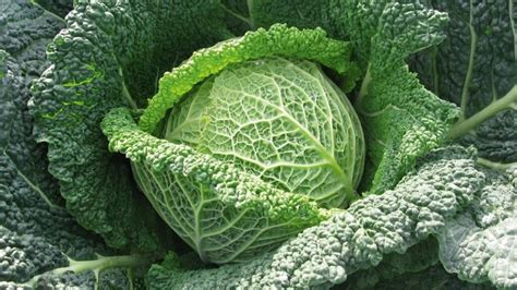 Savoy cabbage: characteristics, cultivation and properties - Global ...