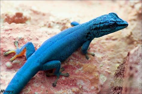 Male Electric Blue Gecko or William's Dwarf Gecko (Lygodactylus williamsi, Gekon modry) from ZOO ...