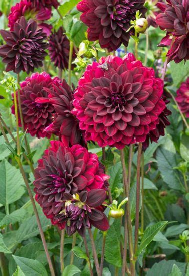 27 Best Red Dahlia Varieties for the Garden | Red Dahlia Meaning and Symbolism