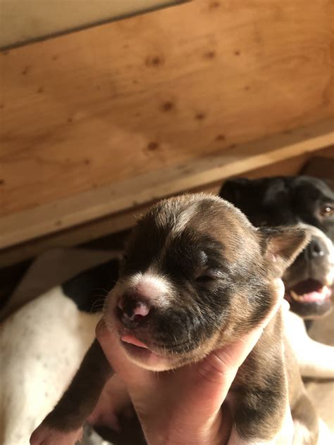 Alapaha Blue Blood Bulldog Puppies For Sale | Hardin, MT #325255