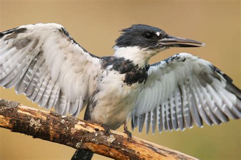 Kingfishers Nesting at Fossil Point – Kingfisher Journey- Marina Richie