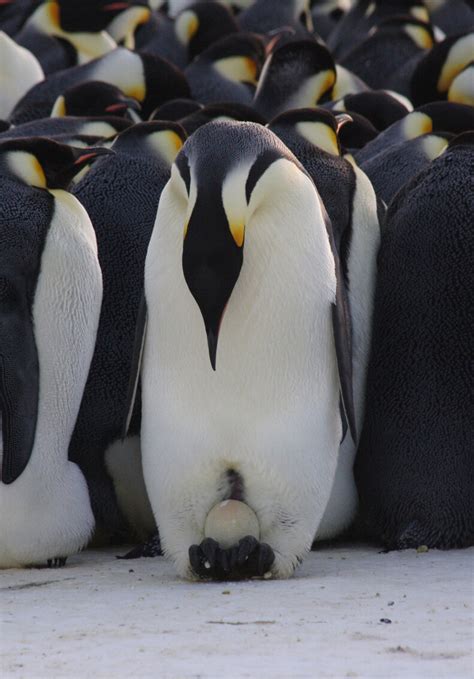 Emperor penguin breeding cycle – Australian Antarctic Program