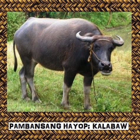 My Homeworks: Pambansang Hayop: Kalabaw (larawan)