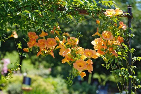 Hummingbird vine - planting, care and trimming Campsis vine