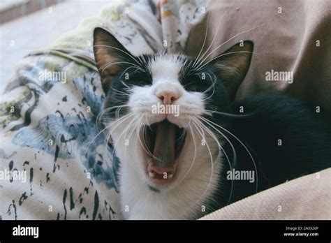 Very funny cat laughing of the close up Stock Photo - Alamy