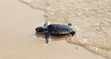 8 Places To See Baby Sea Turtles Hatch