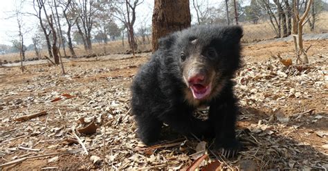 How Wildlife Officials Rescued a 10-Week-Old Sloth Bear Cub