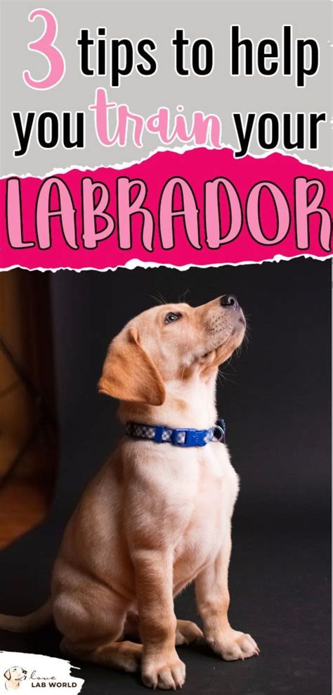 Three Important Labrador Training Tips - Love Lab World | Labrador ...