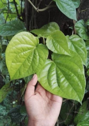 Betel Leaves Cultivation (Paan), Planting – A Complte Guide - IMP