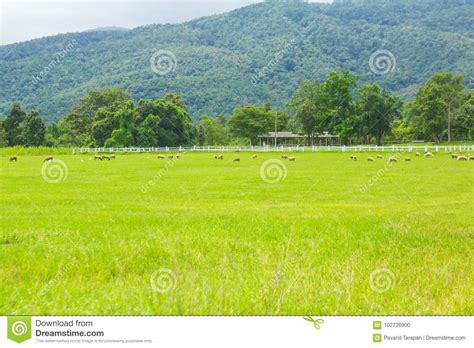 Sheep farming stock photo. Image of animal, landscape - 102726900