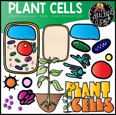 plant cell clip art 9 free Cliparts | Download images on Clipground 2025