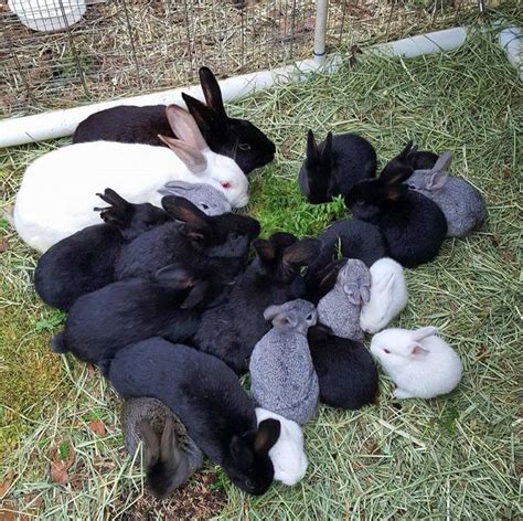 8 Reasons Why I am Raising Meat Rabbits | Meat rabbits, Raising rabbits for meat, Rabbit farm