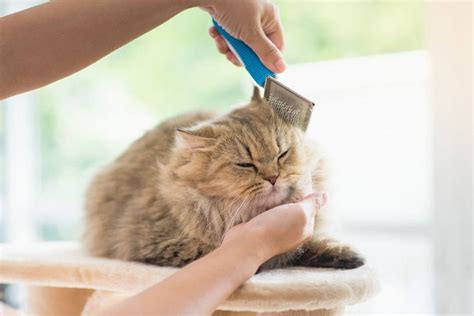 Long Hair Cat Care: How To Take Care Of Furry Cats - HereKitt.com