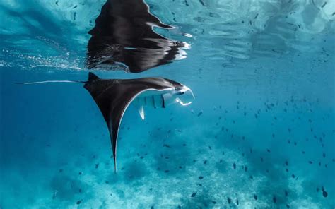 Holiday Inn Maldives resort celebrates World Manta Day 2023 - Maldives ...